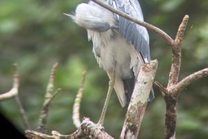 Cahuita: Walking Tour and Wildlife Sightseeing, Tour with Tour Guide