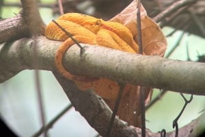 Cahuita: Walking Tour and Wildlife Sightseeing, Tour with Tour Guide