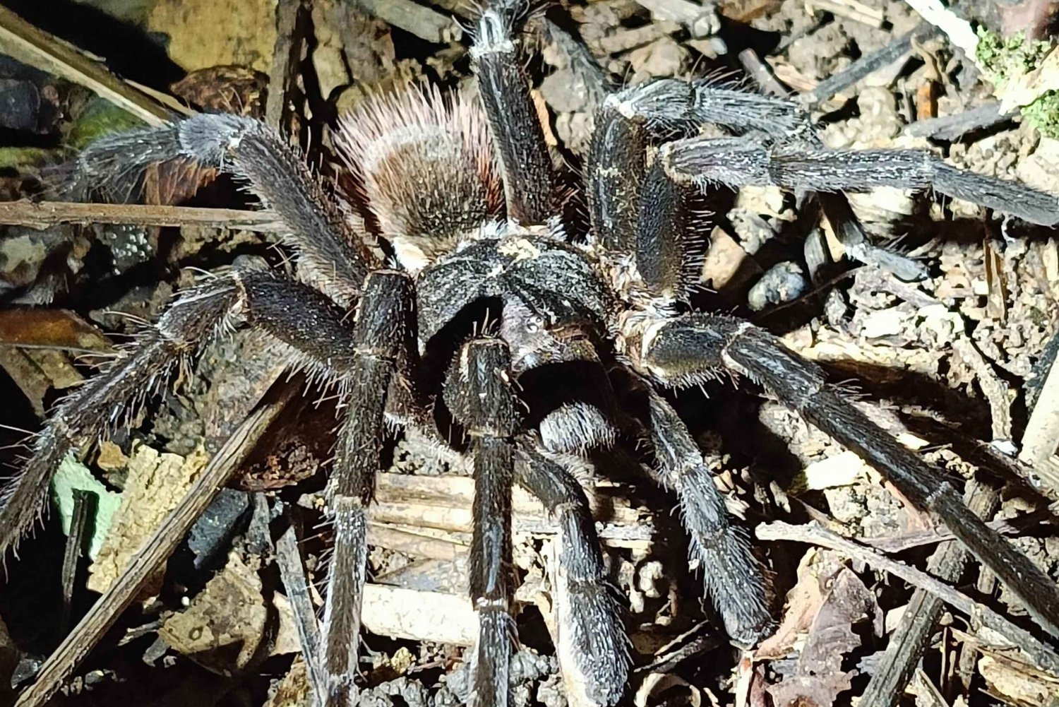 Cahuita's Tarantula Way Night Tour