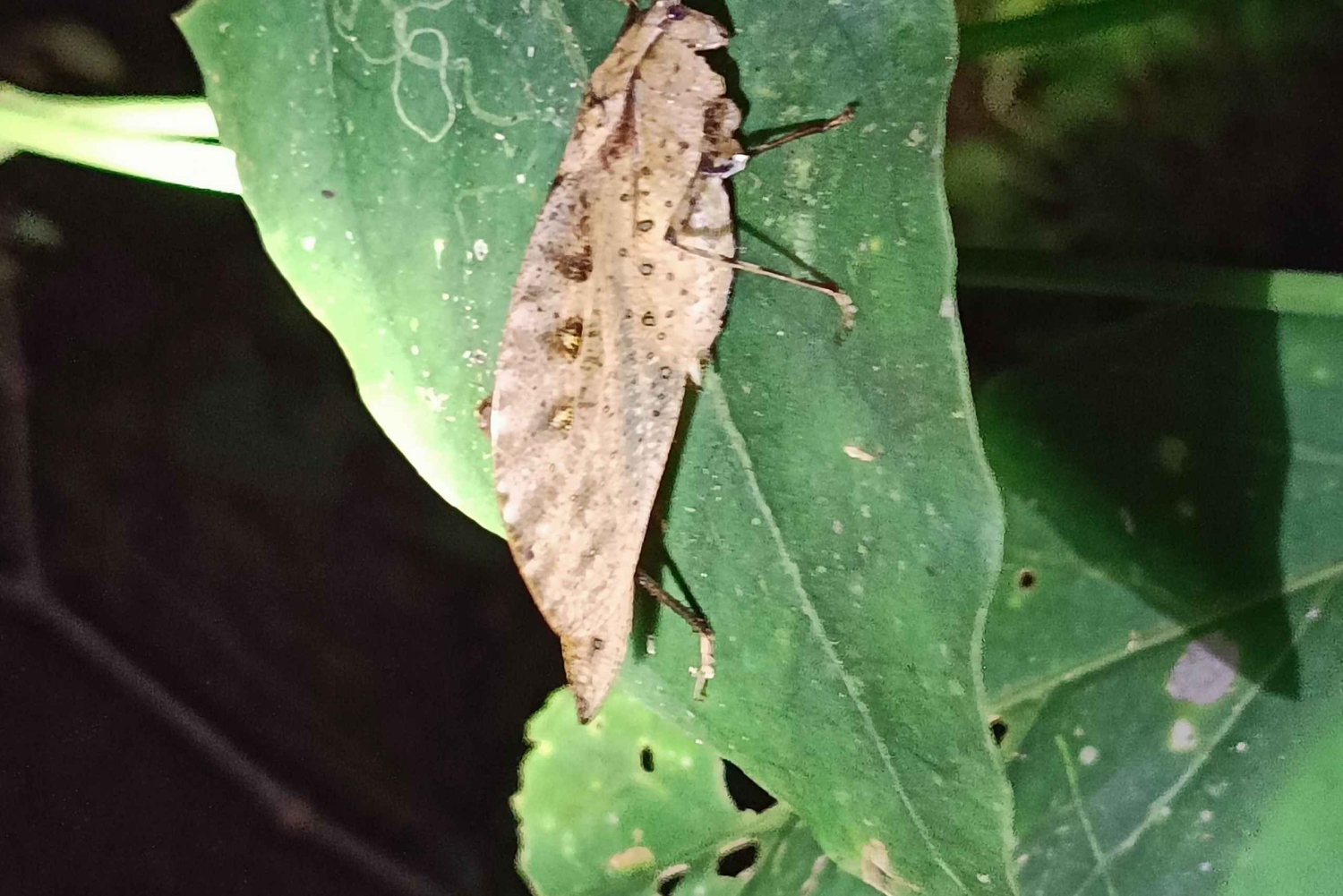 Excursão noturna ao Caminho da Tarântula em Cahuita
