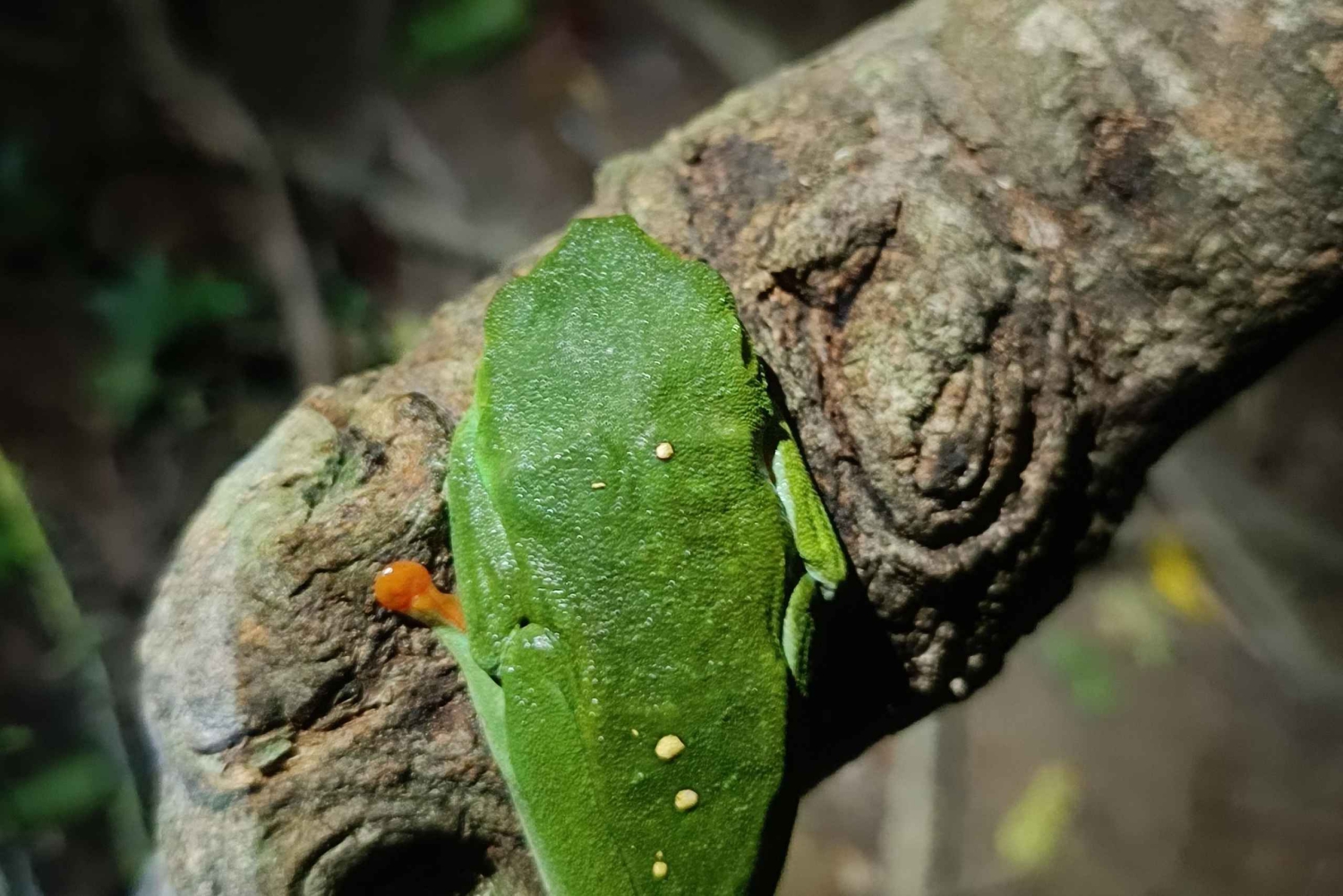 Excursão noturna ao Caminho da Tarântula em Cahuita