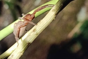 Cahuita's Tarantula Way Night Tour