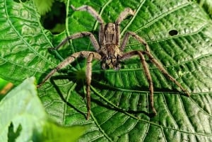 Cahuita's Tarantula Way Night Tour