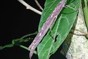 Cahuita's Tarantula Way Night Tour