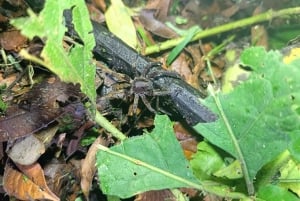 Cahuita's Tarantula Way Night Tour