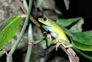 Cahuita's Tarantula Way Night Tour