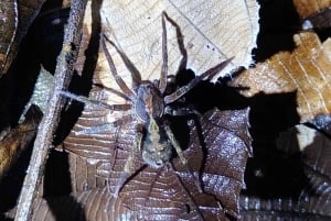 Cahuita's Tarantula Way Night Tour