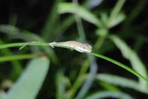 Cahuita's Tarantula Way Night Tour