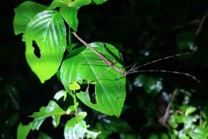 Cahuita's Tarantula Way Night Tour