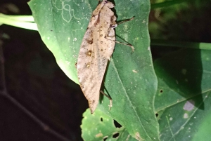 Excursão noturna ao Caminho da Tarântula em Cahuita