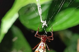 Excursão noturna ao Caminho da Tarântula em Cahuita