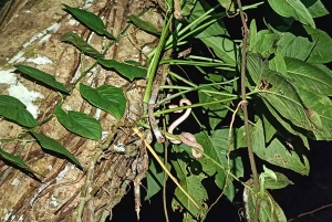 Excursão noturna ao Caminho da Tarântula em Cahuita