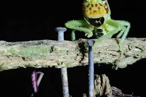 Excursão noturna ao Caminho da Tarântula em Cahuita