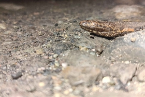 Excursão noturna ao Caminho da Tarântula em Cahuita