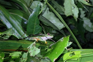 Excursão noturna ao Caminho da Tarântula em Cahuita