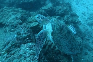 Caño Island Biological Reserve - Snorkeling or Diving