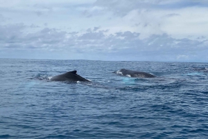 Reserva Biológica da Ilha Caño - Snorkeling ou mergulho