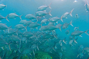 Caño Island: Snorkeling Boat Tour with Beach Picnic Lunch