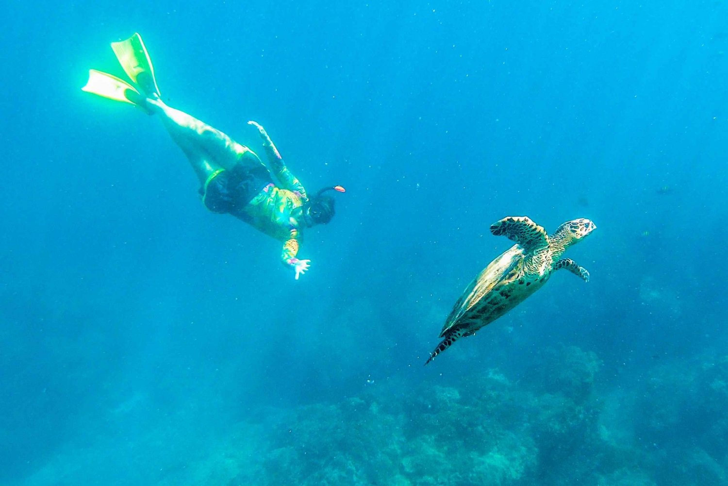 Cañon saaren biologinen suojelualue - snorklaus tai sukellus