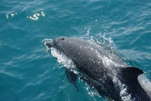 Corcovado National Park- Sirena/San Pedrillo Station - 1 Day