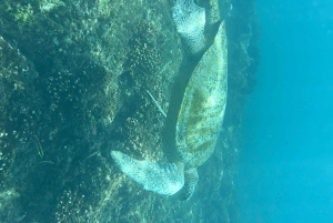 Caño-øyas biologiske reservat - snorkling eller dykking
