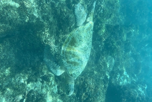 Caño-øens biologiske reservat - snorkling eller dykning