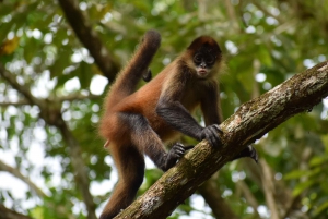 Caño Negro: Upptäcktsfärd i vilda djur