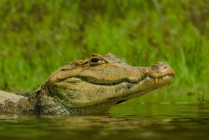 Caño Negro: Upptäcktsfärd i vilda djur