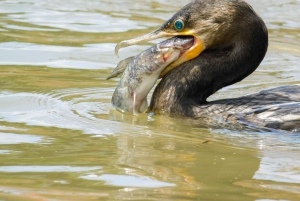 Caño Negro: Upptäcktsfärd i vilda djur