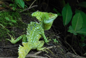 Caño Negro: Upptäcktsfärd i vilda djur