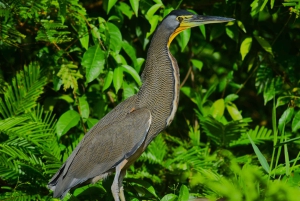 Kanu, Nacht- und Tageswanderung im Tortuguero-Nationalpark