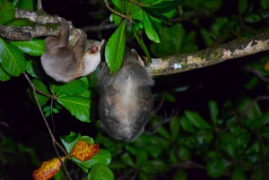 Kanu, Nacht- und Tageswanderung im Tortuguero-Nationalpark