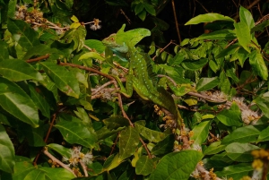 Kanu, Nacht- und Tageswanderung im Tortuguero-Nationalpark