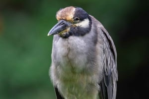 Canoe Tour in Tortuguero National Park *BEST IN TOWN*