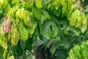 Canoe Tour in Tortuguero National Park *BEST IN TOWN*