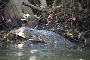 Tortuguero National Park Canoeing Tour