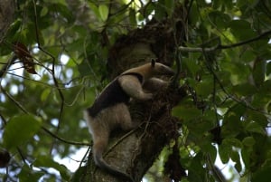 Tortuguero National Park Canoeing Tour