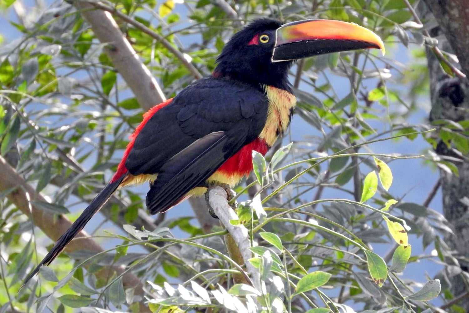 Carara National Park: Guidet gåtur Carara Costa Rica Natur