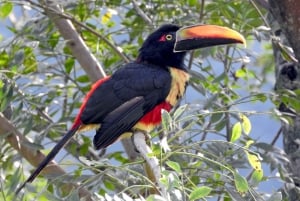Carara National Park: Guidet gåtur Carara Costa Rica Natur