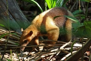 Carara National Park: Guidet gåtur Carara Costa Rica Natur