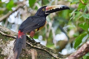 Carara nasjonalpark: Guidet tur Carara Costa Rica Natur