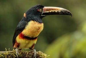 Parque Nacional de Carara: Paseo guiado Carara Costa Rica Naturaleza