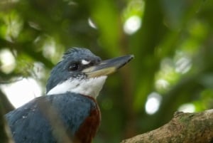 Carara National Park: Guidet gåtur Carara Costa Rica Natur
