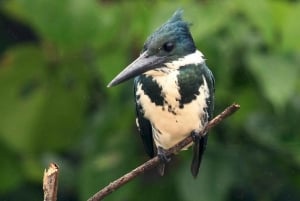 Carara National Park: Guidet gåtur Carara Costa Rica Natur