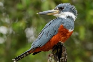 Carara National Park: Guidet gåtur Carara Costa Rica Natur