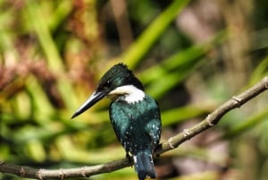 Carara National Park: Guidet gåtur Carara Costa Rica Natur