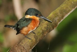 Carara National Park: Guidet gåtur Carara Costa Rica Natur
