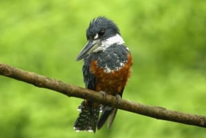 Carara National Park: Guidet gåtur Carara Costa Rica Natur