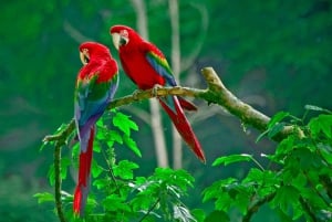 Park Narodowy Carara: Spacer z przewodnikiem Carara Kostaryka Przyroda