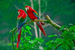 Carara National Park: Guidet gåtur Carara Costa Rica Natur
